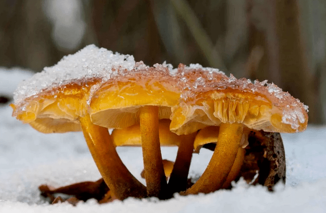 Mushrooms